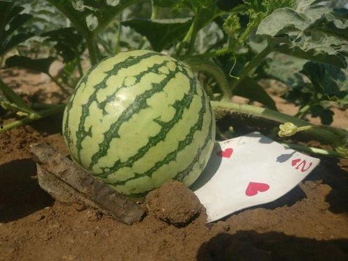 我去吃瓜,跟随“吃瓜群众”探寻明星幕后故事